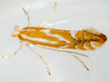 Phyllonorycter ulicicolella